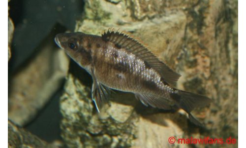 Otopharynx walteri